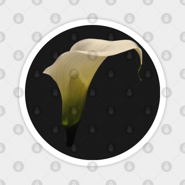 White Calla Lily Magnet by MolinArte